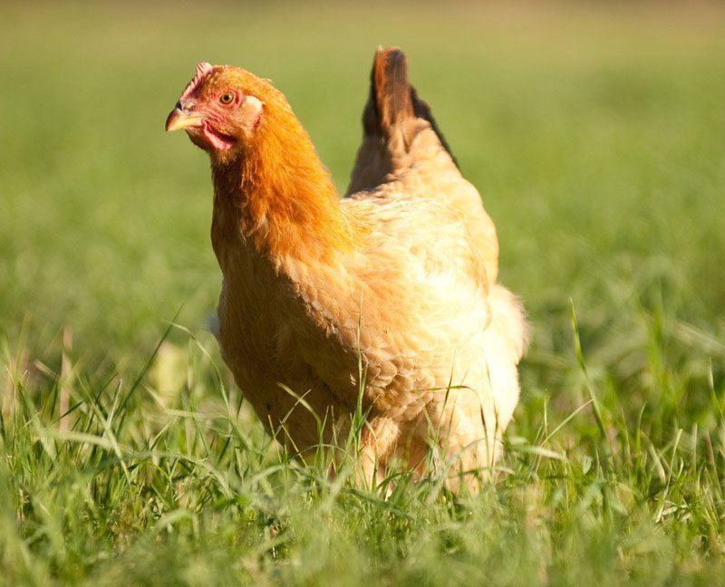 a freedom ranger chicken in a grass